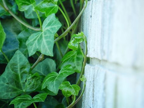 As dainty as English ivy looks, who would guess what a monster it can become? In its native habitat, it acts as an important link in the food chain for the local population of birds and insects. It… Ivy Plant Indoor, Poison Ivy Plants, Diy Outdoor Space, Gardening For Dummies, Ivy Look, Ivy Vine, English Ivy, Ivy Plants, Yard Care