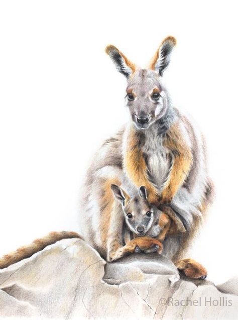 Kangaroo Pictures, Rock Wallaby, Kangaroo Art, Kangaroo Stuffed Animal, Mindfulness Cards, Carnation Tattoo, Flowering Gum, Australian Tattoo, Rachel Hollis