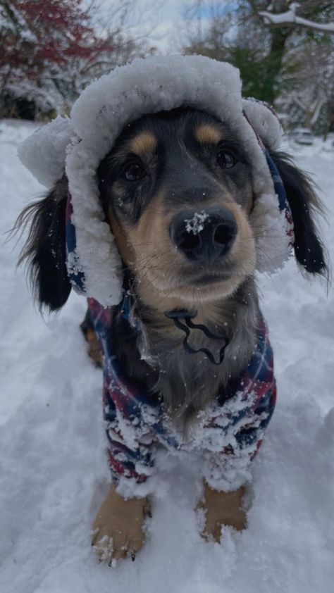 Winter Aesthetic Animals, Animals In Snow Aesthetic, Christmas Preppy Photos, Winter Dogs Aesthetic, Dog Winter Aesthetic, Winter Animals Aesthetic, Dog Christmas Aesthetic, Dogs In Christmas Outfits, Christmas Dogs Aesthetic