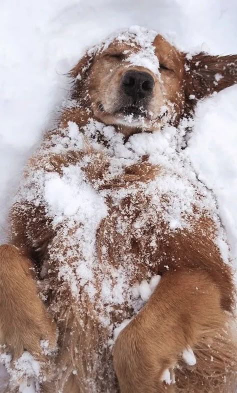 Het sneeuwt Chien Golden Retriever, Golden Retriever Mix, Snow Dogs, Pretty Dogs, Screen Wallpaper, Adorable Animals, 귀여운 동물, Cute Funny Animals, Dog Pictures