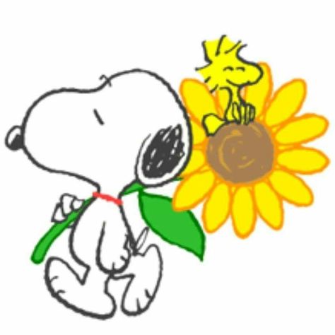 Beautiful Fireworks, Snoopy Drawing, Charles Schulz, Cute Beagles, Snoopy Images, Snoopy Wallpaper, Snoopy Pictures, Sunflower Wallpaper, Snoopy Love