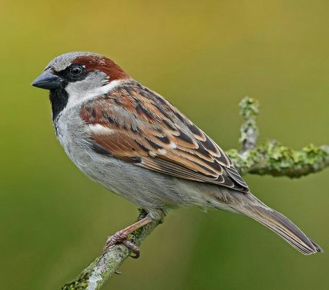 House Sparrow House Sparrow, Sparrow Bird, Animal Projects, Backyard Birds, Animal Sketches, Bird Pictures, Birds Tattoo, Tropical Birds, Pretty Birds