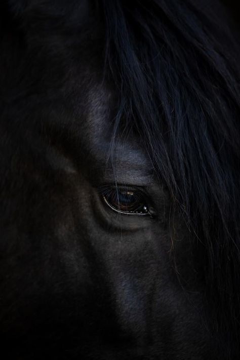 Calm eyes at ArtfullyWalls, #photography #eye #horse #calm #black #animal #nature #stellarspaces #homeinspiration #styleithappy #dailydecordose #dreamhome #housegoals #interiorlovers #designinspo #decorinspo #interiordecor #interiordesign #artfullywalls #gallerywall #gallerywallinspo #artprints #homeinspiration #rockininteriors #sorealhomes #styleithappy #interiorlovers #interiorstyling #styleithappy #artfullywalls #artprints #affordableartprints #wheretobuyart Horse Details Photography, Horse Close Up, Wild Horse Photography, Horse Photography Art, Equine Decor, Horse Images, Equine Artwork, Photography Details, Equestrian Shop