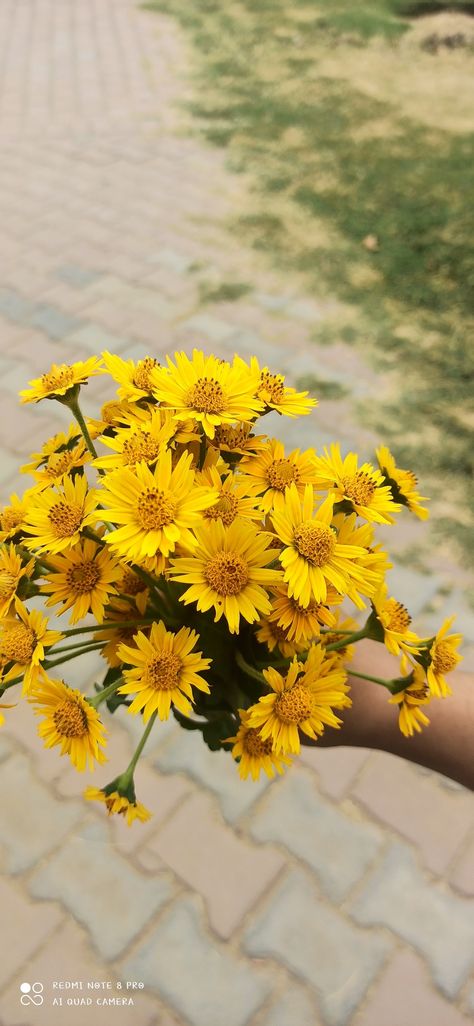 Arnica montana, also known as wolf's bane, leopard's bane, mountain tobacco and mountain arnica, is a moderately toxic ethnobotanical European flowering plant in the sunflower family. It is noted for its large yellow flower head. Arnica Flower, Sunflower Family, Arnica Montana, The Sunflower, Happy Flowers, Phone Wallpaper Images, Yellow Flower, Yellow Flowers, Montana