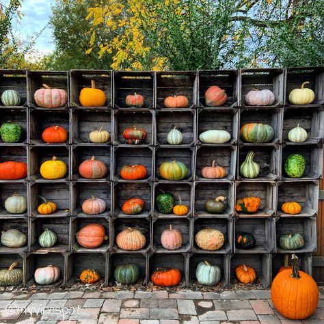 Helen Warlow, Farmers Market Display, Pumpkin Patch Photoshoot, October Decorations, Tiny Farm, Harvest Day, Fall Farm, Harvest Fest, Pumpkin Wall