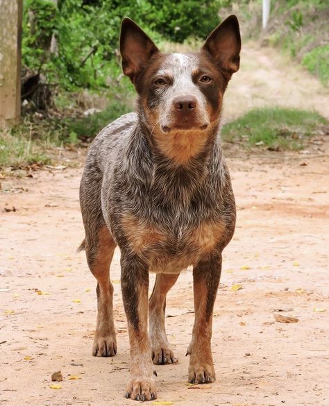 Chocolate Heeler Cattle Dogs, Chocolate Heeler, Aussie Cattle Dog, Pretty Puppies, Austrailian Cattle Dog, Red Heelers, Heeler Puppies, Blue Heelers, Red Heeler