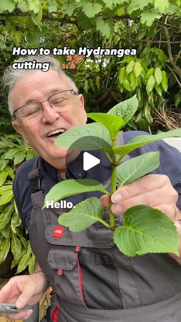 Hydrangea Cuttings How To Grow, How To Cut Hydrangeas For A Vase, Hydragenas Garden Ideas, Rooting Hydrangea Cuttings, How To Propagate Hydrangeas, Hydrangea Propagation, Hydrangea Cuttings, Propagation Plants, How To Grow Hydrangeas