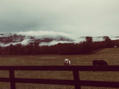 #fall #aesthetic #aestheticedits #mountains #fog #atmosphere #Appalachian #fall #autumn #horse #horsephotography # Dark Appalachian Aesthetic, Appalachian Aesthetic, Old Appalachia Aesthetic, Appalachia Aesthetic, Appalachia Gothic, Appalachian Gothic, Appalachian Mountains Aesthetic, Scary Mountain Aesthetic, Rocky Mountain Gothic