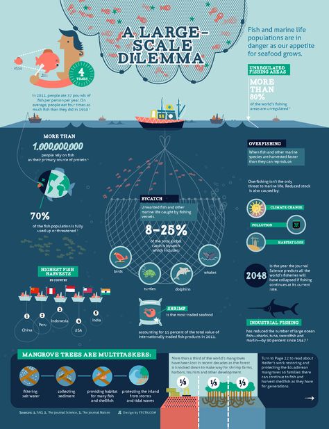 A Large Scale Dilemma - Fish and marine life populations are in danger as our appetite for seafood grows. - Infographic for Heifer Overfishing Infographic, Ocean Infographic Design, Whale Infographic, Sea Infographic, Ocean Infographic, Fishing Infographics, Fish Infographic, Fishing Canoe, Academic Poster