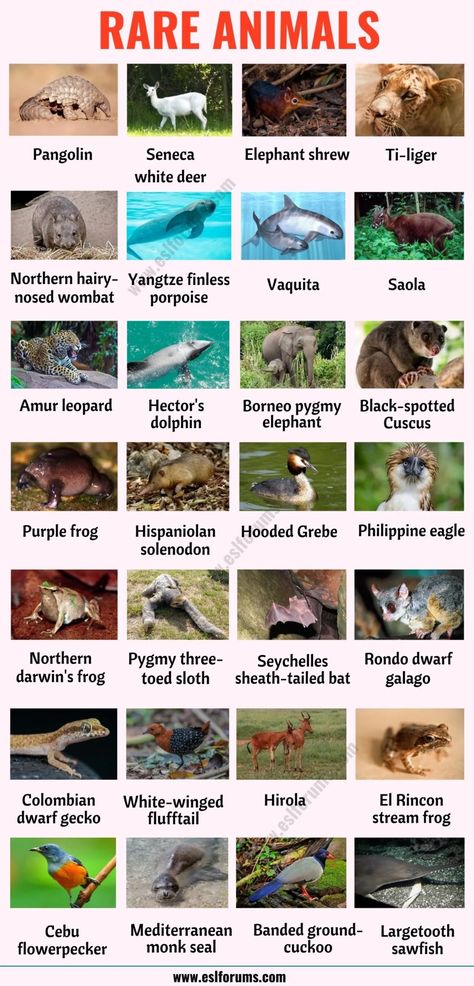 Rare Animals: The 30 Rarest Animals in the World! - ESL Forums Wild Animals List, Animals List, Animals Name In English, Funny Animal Faces, Animal Infographic, List Of Birds, Parrot Pet, Animal Names, Animal Reference