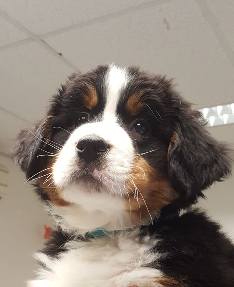 Berner Sennen Sam Berner Sennen Puppy, Burnese Mountain Dog, Mini Bernedoodle, Corgi Pembroke, Pretty Dogs, Silly Dogs, Dog Party, Bernese Mountain, Bernese Mountain Dog