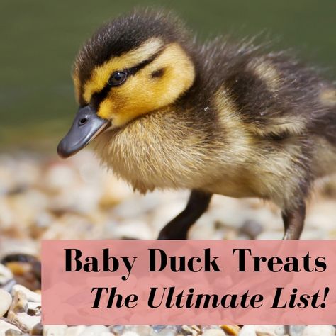 Duck Slide Diy, Snacks For Ducks, Backyard Ducks Habitat, What Do Ducks Eat, Duck Coop Ideas, Duck Raising, Duck Treats, Best Ducks For Homestead, Duck Care