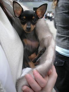 min pin <3 Miniature Pincher, Mini Pincher, New Puppy Checklist, Mini Pinscher, Min Pins, Min Pin, Puppies And Kitties, Cute Chihuahua, Miniature Pinscher