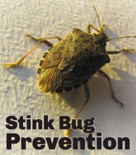 Ugh! I have these all over my house! Must Read: How to get rid of stink bugs Stink Bug Trap, Brown Bugs, Bug Spray Recipe, Stink Bug, Bug Trap, Bathroom Vent, Get Rid Of Spiders, Bad Bugs, Diy Pest Control