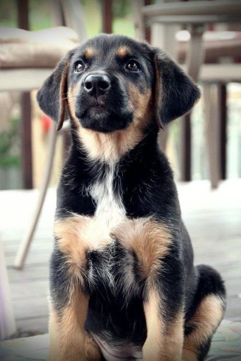 German Shepherd Lab Mix Puppy, Labrador Mix, Cutest Puppy, Collie Mix, Labrador Retriever Puppies, Yorkshire Terrier Puppies, Beautiful Cross, Poodle Puppy, Mixed Breed Dogs