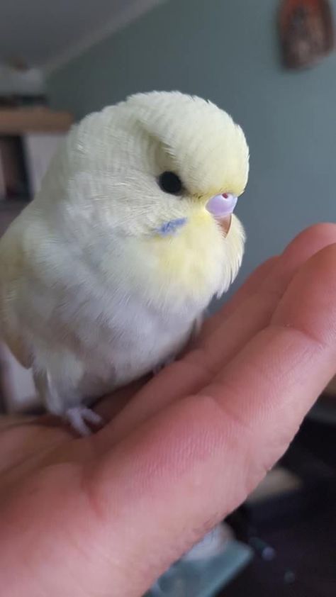 Budgies Bird, Funny Birds, Pet Bird, Cute Animal Photos, Pretty Birds, Colorful Birds, Cute Birds, Cute Creatures, Sweet Animals