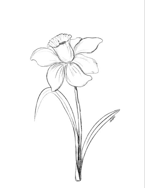 Black pencil sketch of of daffodil Drawing A Daffodil, Cool Flowers To Draw, Flower Drawing Daffodil, Daphodil Flower Drawing, Daphadil Flower Drawing, March Birth Flower Drawing, Dafadills Flowers Drawing, March Birthday Flower, Daffodil Sketch Simple