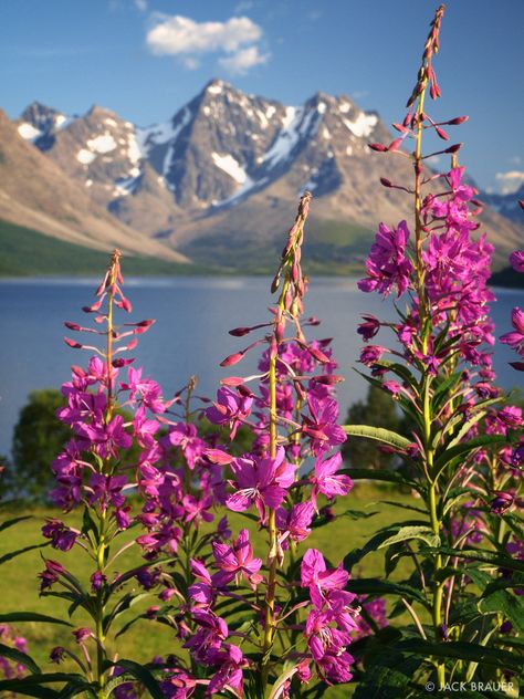 Lyngen Fireweed #2 photo Fireweed Wallpaper, Alaskan Wildflowers, Alaska Fireweed, Fireweed Painting, Fireweed Flower, Flower Essences, Mountain Photography, Voyage Europe, Medicinal Plants