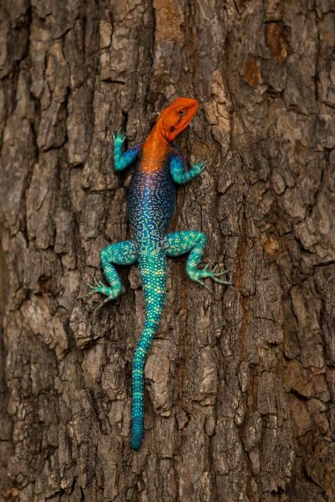 From eye-catching patterns to striking colors, see how these animals stand out from the rest. Cute Lizards, Agama Lizard, Colorful Lizards, National Geographic Photography, Red Lizard, Cute Lizard, Mandrill, Cute Reptiles, Colorful Animals