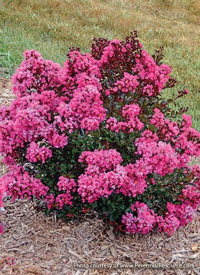 Small Flowering Shrubs with Big Impact: Small flowering shrubs do the job of their larger relatives for small-scale gardens. Flowers And Bushes Landscape, Pink Bushes Flowering Shrubs, Small Flowerbeds Front Of House, Full Sun Flowering Bushes, Small Rose Bushes Shrubs, Low Growing Shrubs For Full Sun, Small Shrubs For Shaded Areas, Low Shrubs In Front Of House, Small Low Maintenance Shrubs