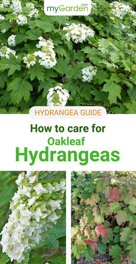 Oakleaf Hydrangeas are named after their leaf shape and bloom nearly all year. This shrub is popular for its long-lasting flowers that emerge in white but then fade to a dull pink. Our Hydrangea guide will teach you what you need to know to care for this timeless shrub. #hydrangea #oakleafhydrangeas #mygardencom #mygarden #oakleafhydrangeacare Hydrangea Oak Leaf, Snowcicle Oakleaf Hydrangea, Oakleaf Hydrangea Care, Sun Loving Hydrangea, Oak Leaf Hydrangea Landscaping, Oakleaf Hydrangea Landscape, Hydrangea Flower Bed, Hydrangea Pruning, Hydrangea Shade