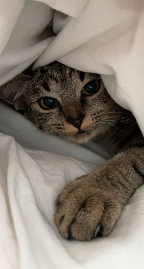 Cat In Blanket Aesthetic, Pet Aesthetic Cat, Spoiled Cat Aesthetic, Relax Aesthetic Wallpaper, Cats In Blankets, Cat With Blanket, Cat Under Blanket, Cat In Blanket, Cat In A Blanket