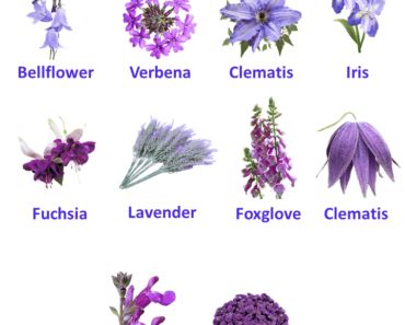 10 Purple Flowers names with Pictures, Flower Names Purple Flower Types, Astilbe Japonica, Purple Flower Names, White Agapanthus, Agapanthus Blue, Pink Amaryllis, Asclepias Incarnata, Red Anemone, Azalea Flower