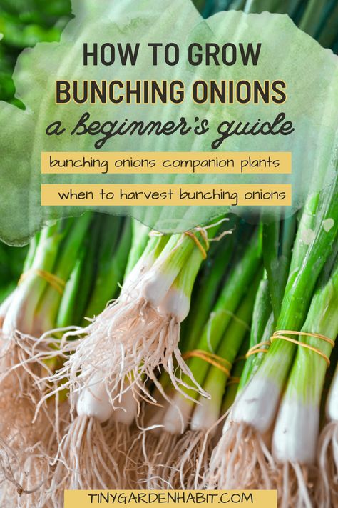 Are you ready to learn how to grow bunching onions at home? Our beginner-friendly guide will walk you through the entire process, from choosing the right bunching onions companion plants to knowing exactly when to harvest. Don't miss out on this opportunity to grow fresh, delicious onions right in your own backyard! Find out more inside the article! Garlic Companion Plants, How To Grow Spring Onions, Garden Placement, Onion Growing From Onion, Bunching Onions, How To Plant Onion Sets, Onion Companion Planting, Plant Onion From Onion, Grow Green Onions From Scraps