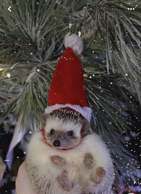 Dog Christmas Photos, Funny Hedgehog, Hedgehog Christmas, Logo Animal, Funny Animal Photos, Cute Hedgehog, Animal Logo, Christmas Hat, Animal Photo