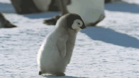 And this bundle of cuteness overload. | Community Post: 20 Penguin GIFs To Put A Smile On Your Face Penguin Awareness Day, Happy Penguin, Running Gif, Baby Penguins, Cute Penguins, Cool Pets, What’s Going On, Pretty And Cute, 귀여운 동물