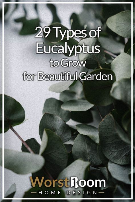 Types of Eucalyptus Eucalyptus Plant Indoor, Allergy Relief Essential Oils, Eucalyptus Garden, Types Of Eucalyptus, Healthy Lunch Snacks, Eucalyptus Tree, Forest Garden, Green Thumb, Beautiful Gardens