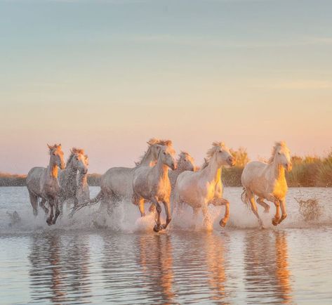 Bedroom Decor Cute, White Horse Painting, Camargue Horse, Horses Running, Sunset Girl, Golden Horse, Girls Bedroom Decor, Horse Wallpaper, Running Horses