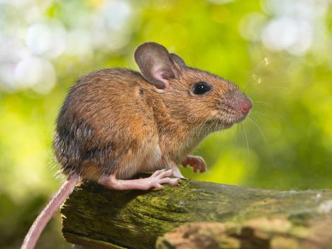 Side View of a Field Mouse (Apodemus sylvaticus) on a Branch. Field Mouse (Apode , #AD, #Mouse, #Apodemus, #Field, #Side, #View #ad Field Mouse, Men Tattoo, Cute Rats, Pet Mice, Airbrush Art, Animal Sketches, Woodland Creatures, Animal Tshirt, Animal Wallpaper