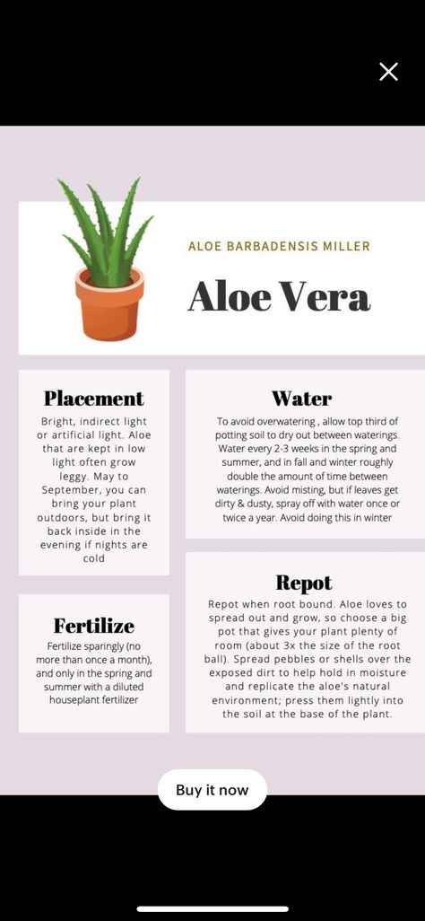 Aloe Vera Pot Ideas, Aloe Vera Garden Ideas, Aloe Vera Garden, Plant Aloe Vera, Aloe Barbadensis Miller, Pot Ideas, Potting Soil, Gardening Ideas, Growing Plants