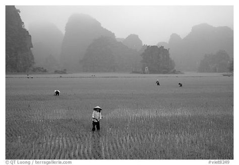 Villagers working in rice fields among karstic mountains of Tam Coc. Ninh Binh,  Vietnam (black and white) Vietnam Black And White, Rice Fields, White Pictures, White Picture, Black And White Pictures, Picture Photo, Professional Photographer, Vietnam, White And Black