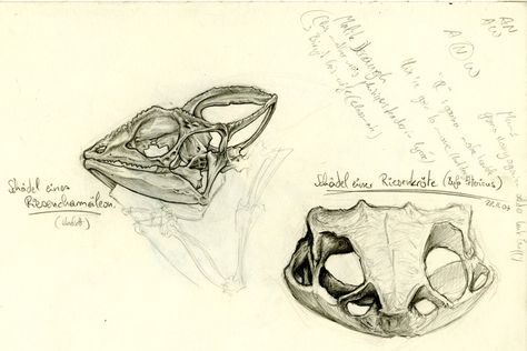 Drawing Chameleon, Chameleon Skull, Chameleon Skeleton, Skeleton Drawing, Skeleton Drawings, Chameleons, Pretty Stuff, Skeleton, Sketch Book