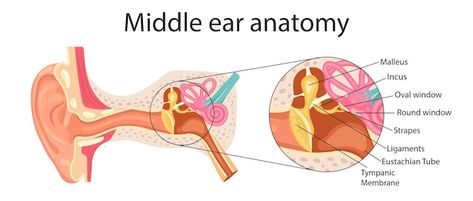 Anatomy of the middle ear detailed illus... | Premium Vector #Freepik #vector #human-anatomy #internal #anatomy #human-ear Inner Ear Diagram, Middle Ear Anatomy, Ear Diagram, Internal Anatomy, Ear Anatomy, Middle Ear, Human Ear, Detailed Illustration, Human Anatomy