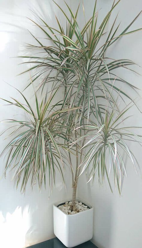 Dracena Marginata, Madagascar Dragon Tree, Dracaena Marginata, Snake Plant Care, Dracaena Plant, Small Pots, Dragon Tree, Indoor Trees, Australian Garden