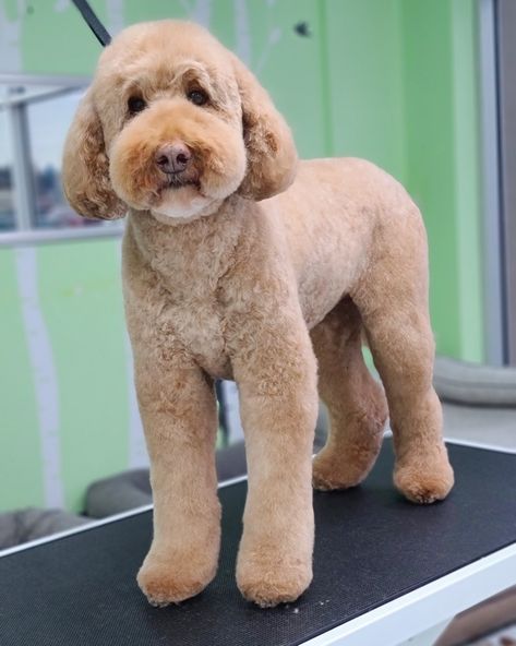 Breed Standard Grooming, Fluffy Goldendoodle Haircut, F1b Goldendoodle Haircut, Groodle Haircut Styles, Golden Doodle Haircut Styles Teddy Bear, Golden Doodle Grooming Styles, Goldendoodle Grooming Haircuts, Labradoodle Teddy Bear Cut, Labradoodle Haircut Style