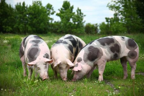 Pig Breeds to Start Raising for the Homestead or Backyard Hereford Pigs, Pig Breeds, Raising Pigs, Wild Pig, Pygmy Goat, Cartoon Chicken, Livestock Farming, Dairy Cattle, Rural Living