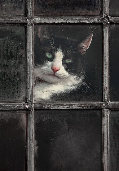 Black and White Cat by Patricia Jacobs CPAGB Cat Window, Söt Katt, Black And White Cat, Looking Out The Window, White Cats, Window Pane, Sphynx, Cats Meow, All About Cats