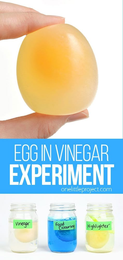 Egg Experiments For Kids, Bouncy Egg Experiment, Egg Science Experiment, Egg In Vinegar, Egg Science, Egg Experiment, Bouncy Egg, Simple Stem Activities, Stem Activity For Kids