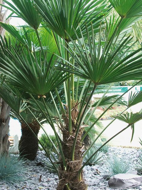 These tropical and temperature beauties can thrive in areas as low as zone 6. Plants Around Pool, Windmill Palm, Landscaping Around Pool, Pool Plants, Landscaping Trees, Plants Tropical, Hgtv Garden, Tropical Backyard, Gardening Zones