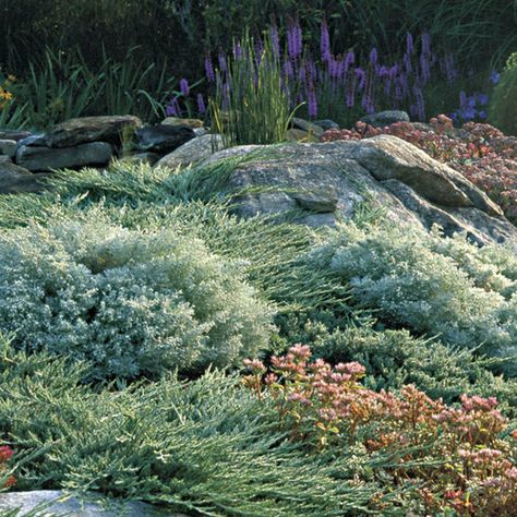 Blue Rug Juniper, Conifers Garden, Low Water Gardening, Hillside Landscaping, Fine Gardening, Garden Help, Ground Cover Plants, Landscaping With Rocks, Ground Cover