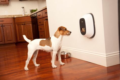 PetChatz, a local, long-in-development video-communication gizmo for those wanting to remotely interact with their animals, is finally shipping, just in time for the holidays. Pet Cam, Dog Gadgets, Dachshund Funny, Pet Camera, Treat Dispenser, Game Mode, Cool New Gadgets, 21st Gifts, Video Chat