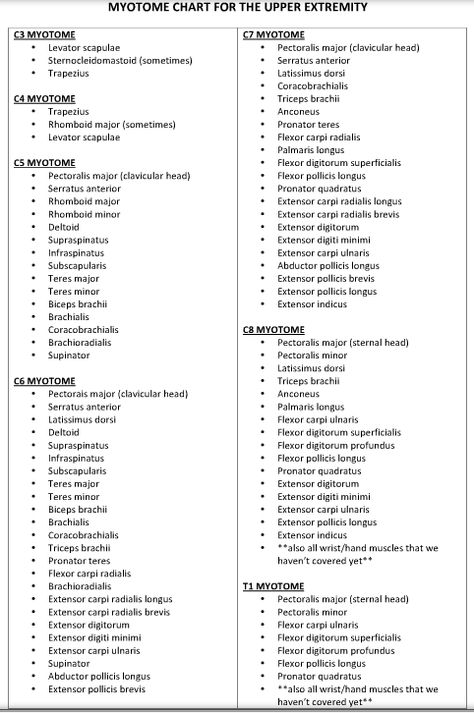 UE Myotomes - not sure of accuracy Bouquet Toss Songs, Garter Toss Songs, Horse Camping, Riding Stables, Fly Spray, Pta School, Camping Packing List, Garter Toss, Road Trip Packing List