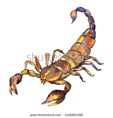 Watercolor Scorpion, Scorpio Watercolor, Scorpion Painting, Exotic Drawing, Trippy Forest, Scorpion Art, Insect Illustration, Paintings Easy, Drawing Fashion