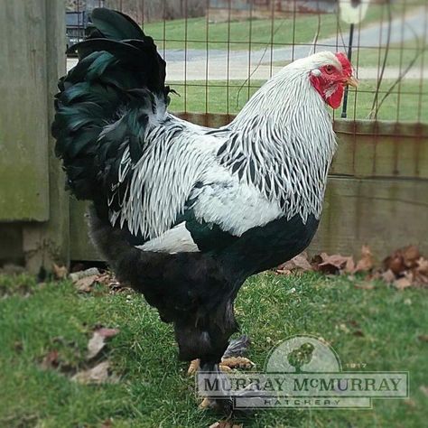 McMurray Hatchery Dark Brahma rooster Brahma Rooster, Incubating Chicken Eggs, Brahma Chicken, Duck Breeds, Chicken Pictures, Chicken Life, Beautiful Chickens, Backyard Poultry, Hen Chicken