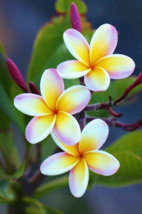 Fiori Frangipani, Plumeria Art, Deco Jungle, Flower Pot Design, Beautiful Flowers Photography, Plumeria Flowers, Beautiful Flowers Pictures, Flower Lover, Exotic Flowers