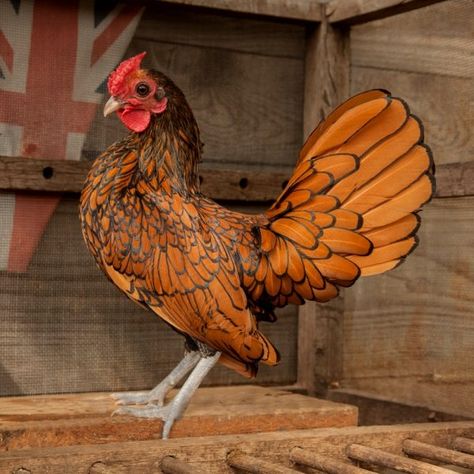 Bantam Chickens - What are Bantam Chicken Breeds? Java Chicken, Small Chicken Breeds, Bantam Chicken Breeds, Brahma Chicken, Rooster Breeds, Bantam Chickens, Types Of Chickens, Fancy Chickens, Urban Chickens